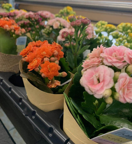Aldi Seasonal Finds are the best and so fun! The deals vary weekly, and are some of the best price